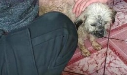 温馨小家流浪狗爆料视频,流浪狗在温馨小家的温馨故事